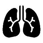 Płuca - symbol hipoalergiczności i bezpyłowości